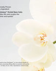 senecell-seneplex-stemcell-concentrate